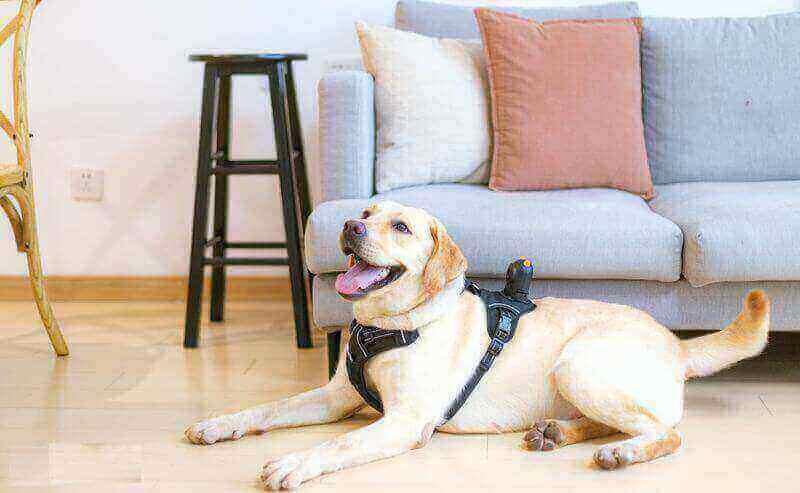 Pet camera is one of the most amazing smart devices