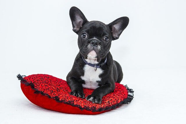 Pet care product link building strategies