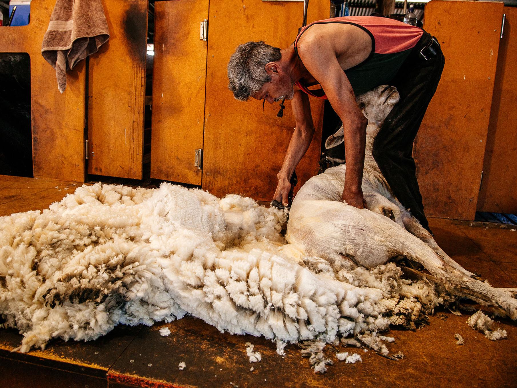 Sheep shearing is a weird yet brilliant business ideas